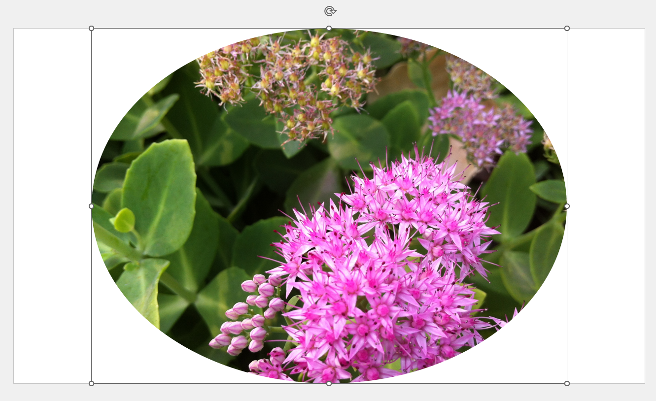 トリミングの機能で［図形に合わせてトリミング］から［楕円］を選択した結果。当たり前だが、楕円で切り抜かれる