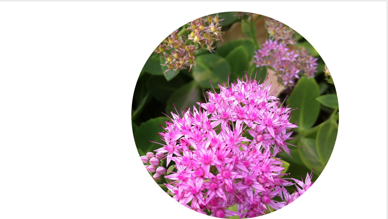 写真を真円に切り抜くことができた