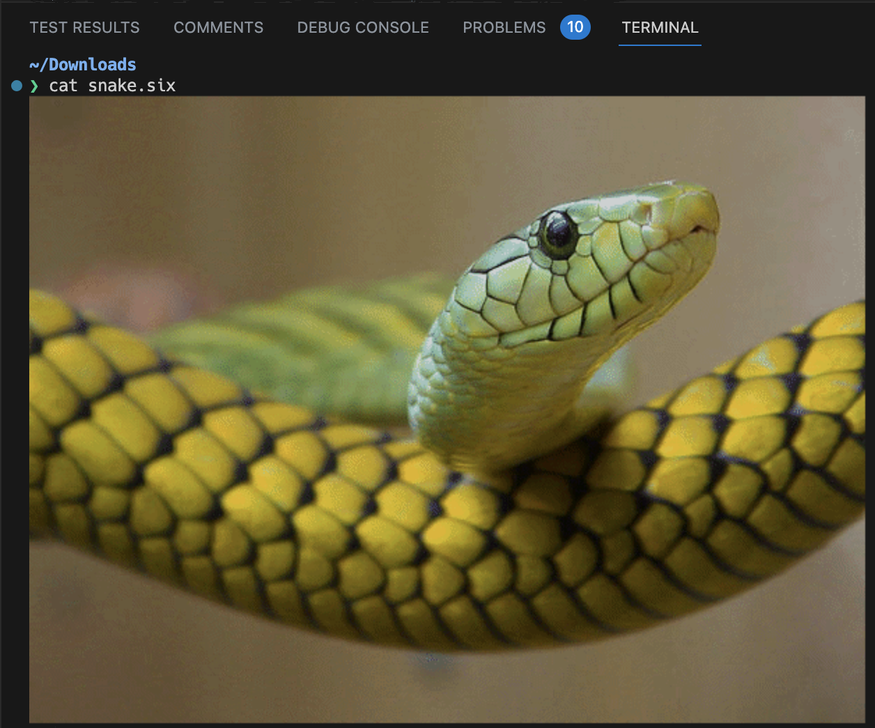 ターミナルで画像表示が可能に