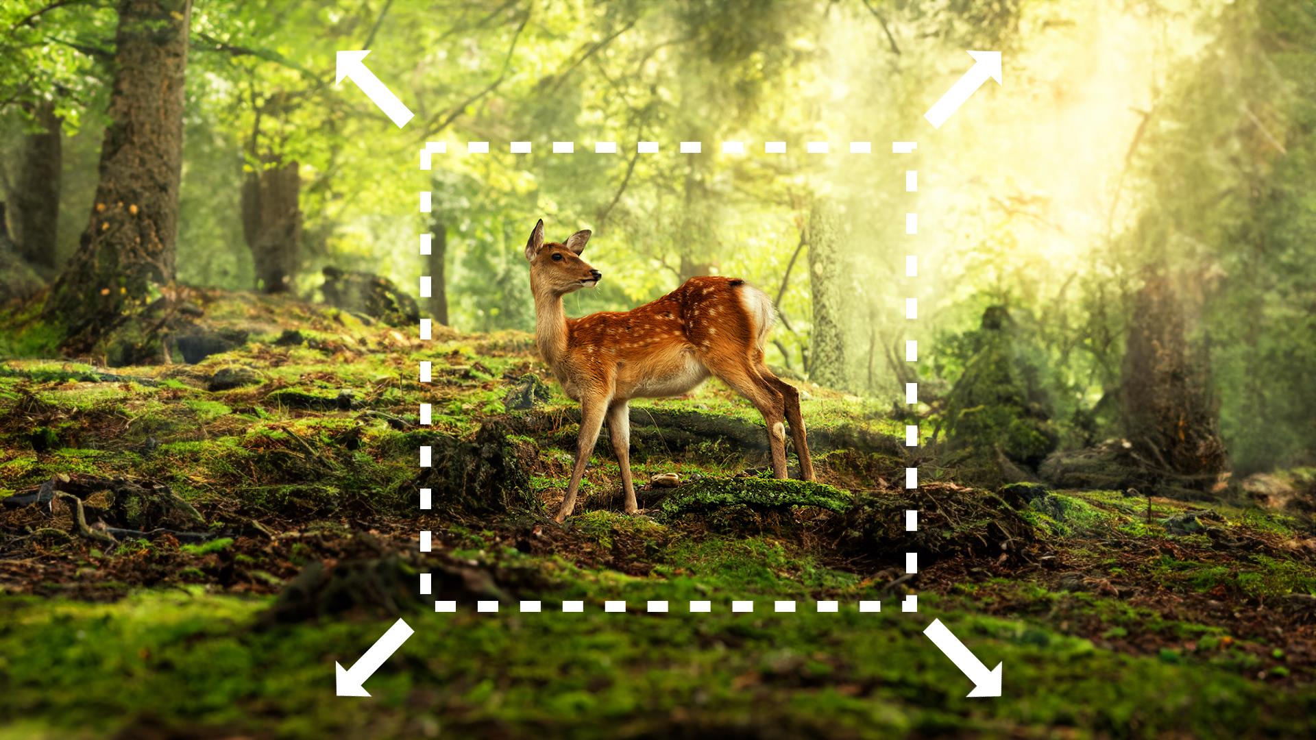 Adobeから生成AI新機能「生成拡張」が登場！ 使い方から感想まで！