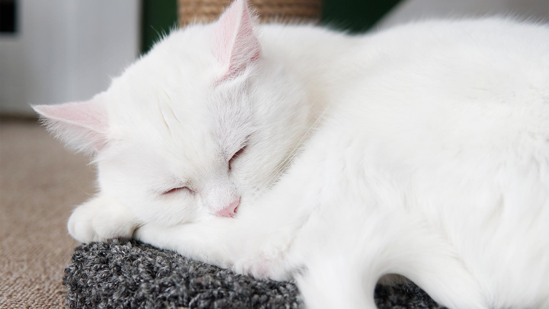 こちらの画像が目標になります