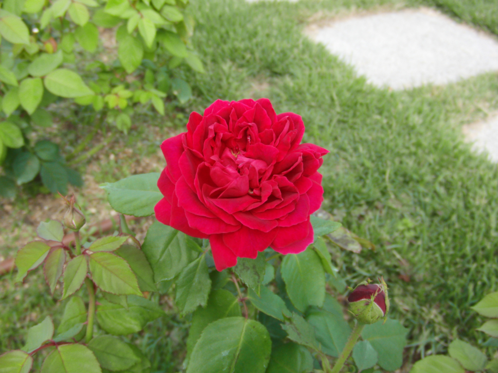 元画像（フルカラーJPEG）