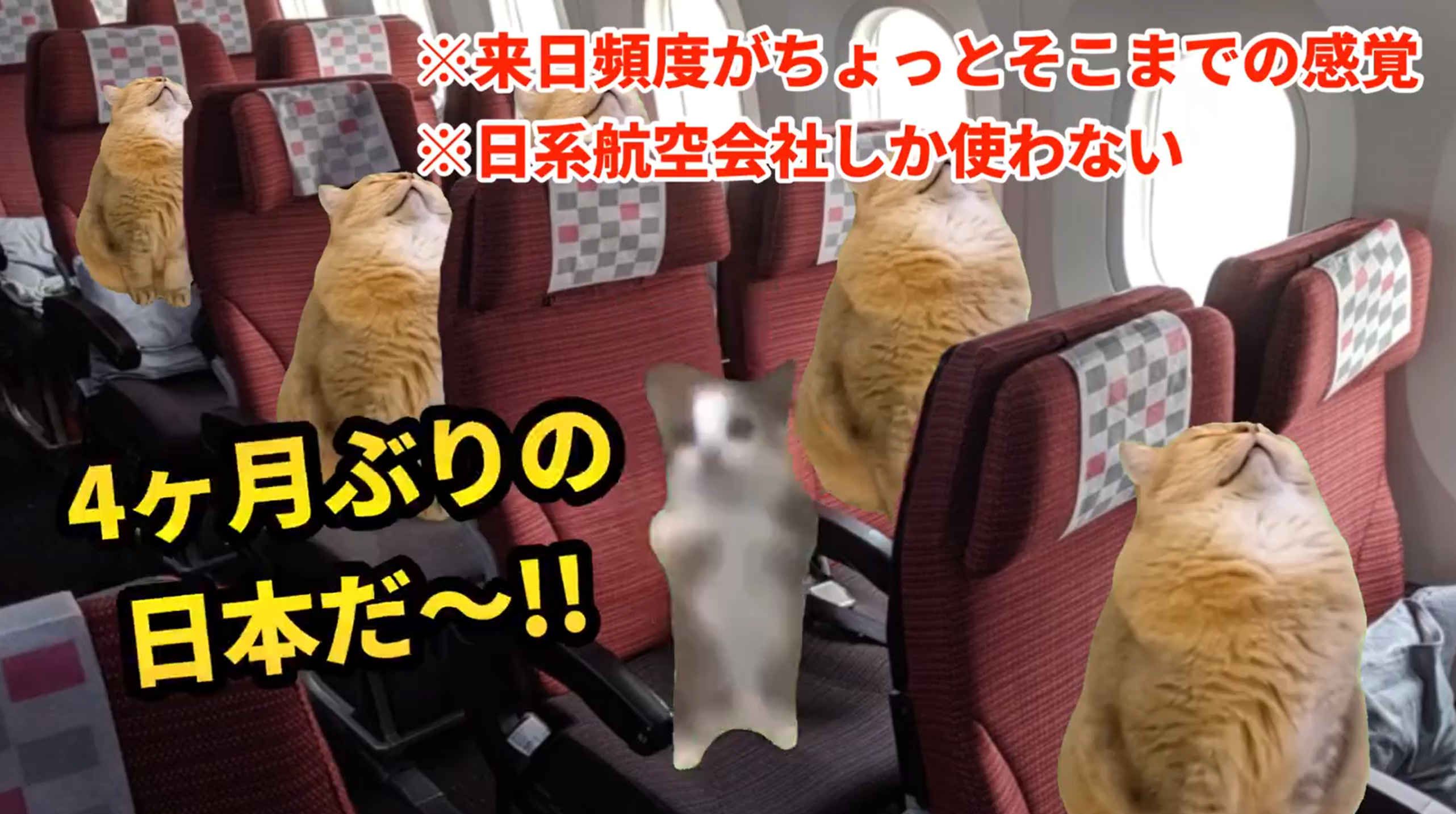 猫ミームの例（「X」より）