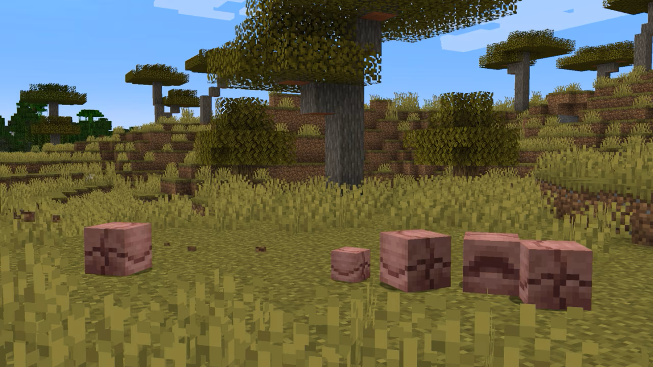 危険を察知して丸まっているアルマジロ達