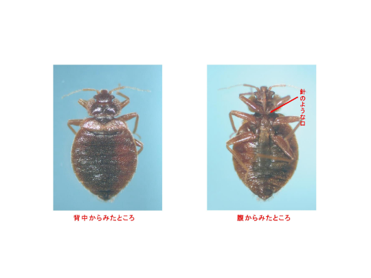 トコジラミ（京都市のホームページより）。実はシラミではなくカメムシの仲間。ダニとも違うので、ダニ対策は無駄だ