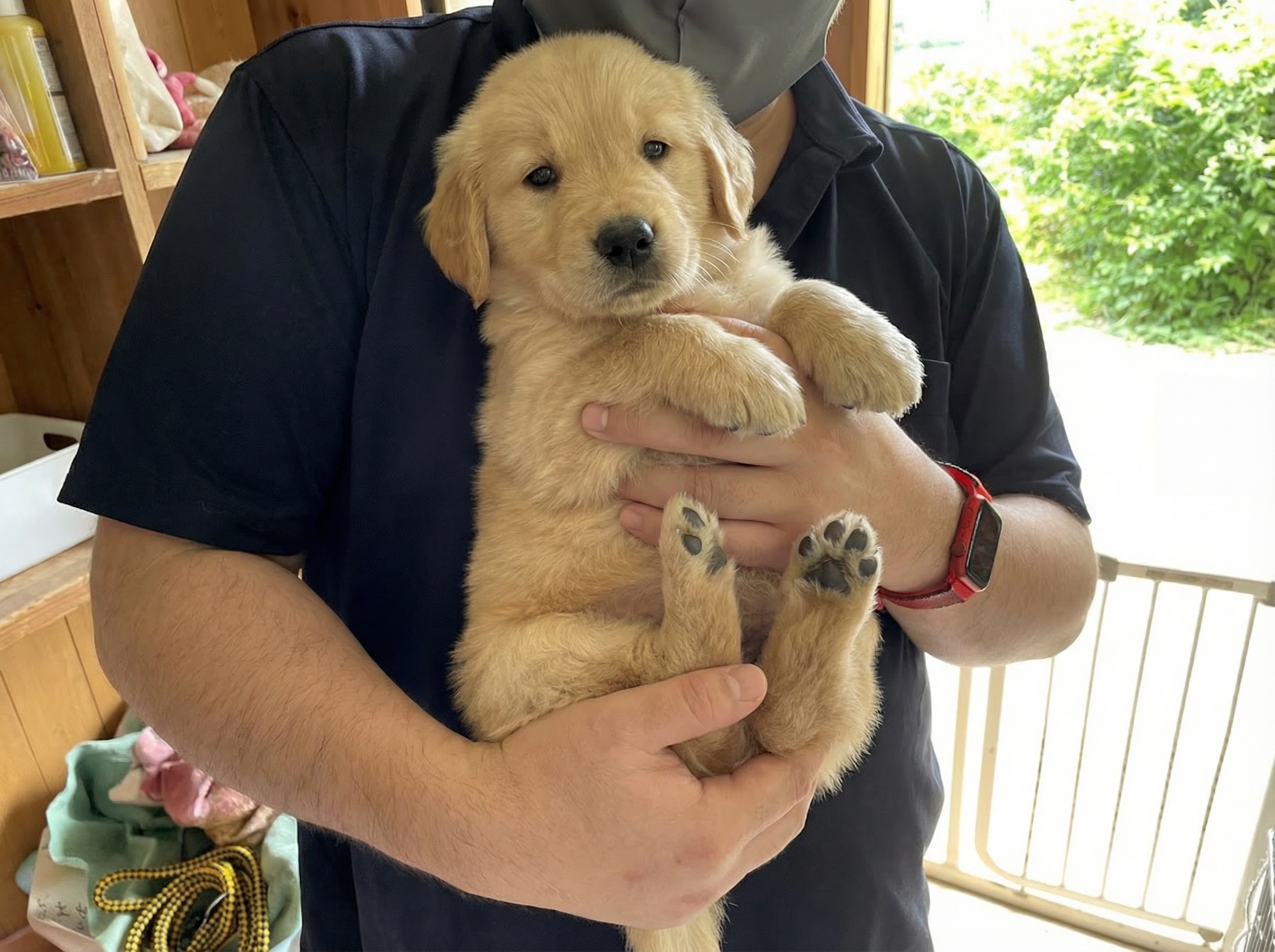 柴犬がゴールデンレトリバーに差し変わった