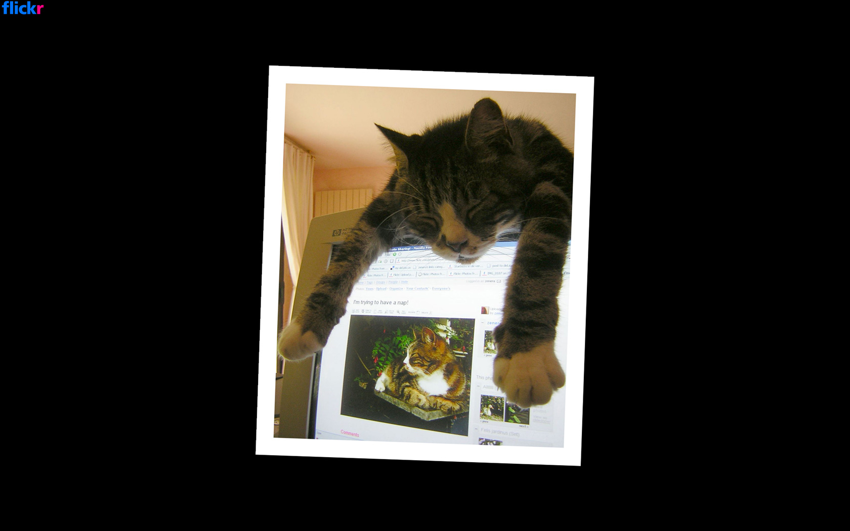 「Flickr .Net Screensaver」Release 4.2.1