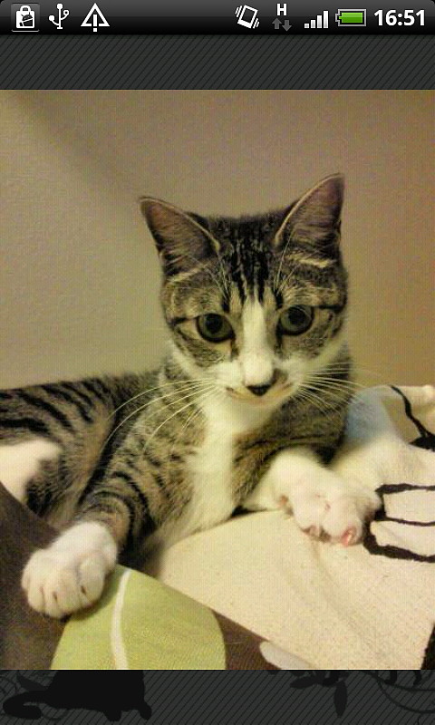 タップすれば写真を拡大