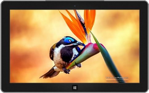 Tracie Louise　氏の“<a class="" href="http://windows.microsoft.com/ja-jp/windows/rainbow-birds-download-theme">rainbow of birds</a>”