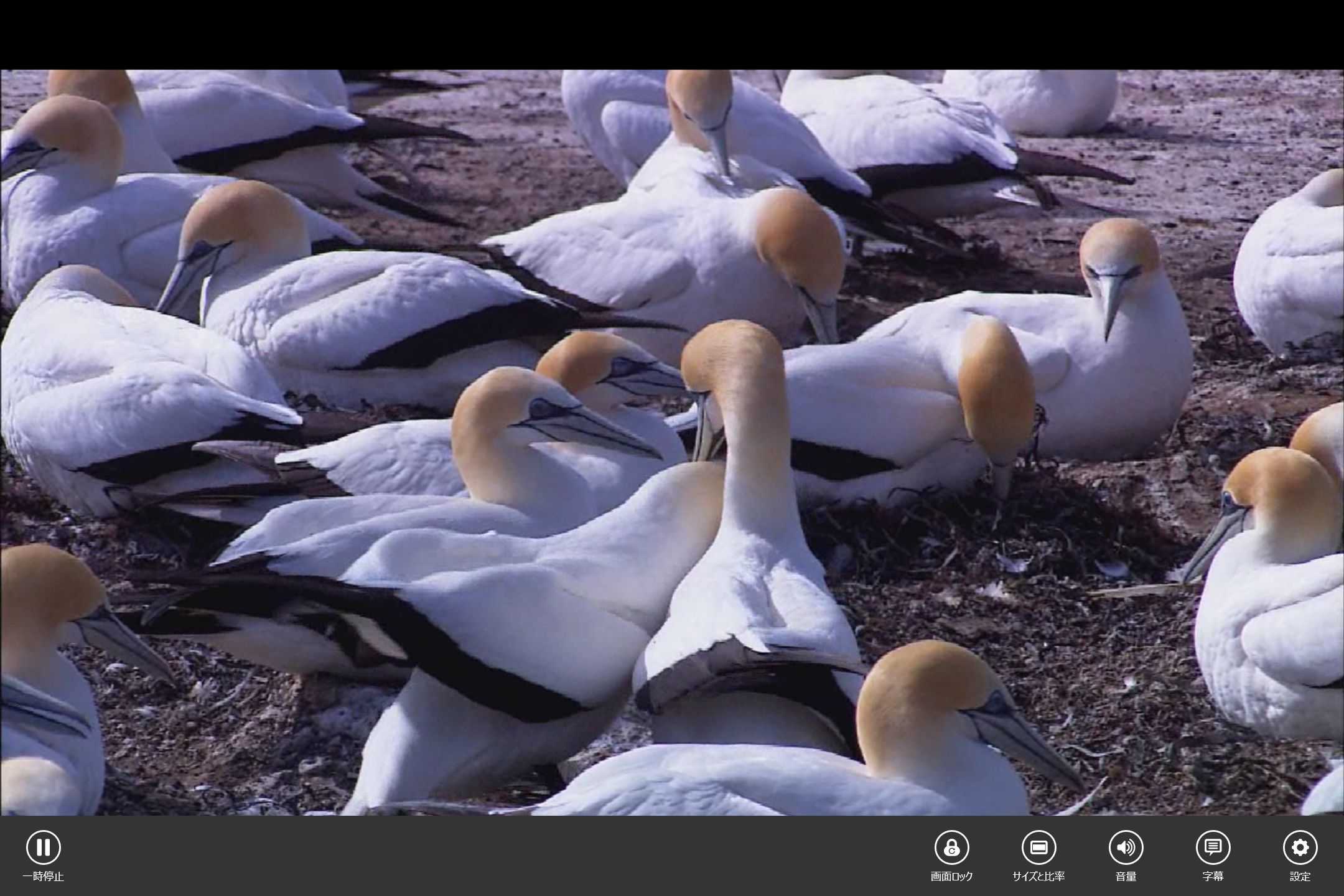 再生画面。キーボードショートカットやタッチ操作で音量調節やフレーム移動が可能